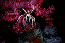 Decorator / Spider Crab (Achaeus spinosus) feeding   on Alcyonarian Coral (Dendronephthya sp.) at night. Egypt, Red Sea.