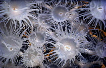 Colonial Anemones (Nemanthus annamensis) open and feeding at night. Egypt, Red Sea.
