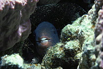 Bluebarred Parrotfish (Scarus ghobban) sleeping in rock crevice protected by mucus membrane. Egypt, Red Sea.