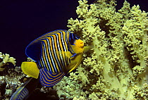 Regal / Royal Angelfish (Pygoplites diacanthus) among soft coral. Egypt, Red Sea.