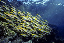 Yellowfin Goatfish (Mulloidichthys / Mulloides vanicolensis) schooling on coral reef. Egypt, Red Sea.
