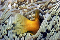 Two-bar Anemonefish / Clownfish (Amphiprion bicinctus) juvenile hiding amongst tentacles of Magnificent Sea Anemone (Heteractis magnifica). Egypt, Red Sea