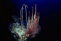 Deep-water Wire Coral (Cirrhipathes sp.). Egypt, Red Sea.