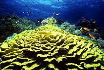 Yellow Lettuce Turbinaria Coral (Turbinaria reniformis) in coral reef. Egypt, Red Sea.