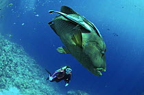 Diver observing Giant Napolean Wrasse (Cheilinus undulatus) with symbiotic Sharksuckers / Remoras (Naucrates ductor). Egypt, Red Sea. Model released.