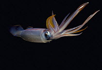 Pelagic Squid (Chiroteuthis sp.) swimming in open ocean at night. Egypt, Red Sea.