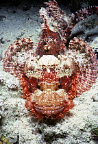 Tassled Scorpionfish (Scorpaenopsis oxycephala) portrait. Egypt, Red Sea.