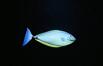 Blacktongue / Sleek Unicornfish (Naso hexacanthus) portrait. Egypt, Red Sea.