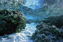 Coral reef table. Sharm-el-Sheik, Egypt, Red Sea