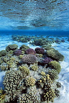 Coral reef in sandy lagoon. Ras Mohammed, Egypt, Red Sea.