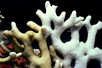 Ramified Fire Coral (Millepora tenella) close-up showing signs of bleaching. Egypt, Red Sea.
