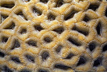 Groved Mosaic Coral (Favia cf. favus) close-up. Egypt, Red Sea