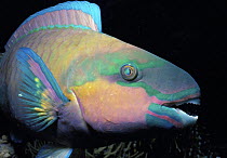 Bullethead Parrotfish (Scarus sordidus) portrait at night. Egypt, Red Sea.