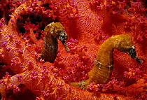 Thorny Sea Horses (Hippocampus histrix) on Alcyonarian coral (Dendronephthya sp.). Israel, Red Sea.