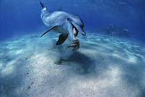 Bottlenose Dolphin (Tursiops truncatus) playing with Reef Octopus. Egypt, Red Sea.