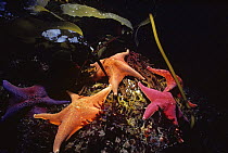 Bat Stars (Patiria miniata) grazing on kelp holdfasts, Channel Islands, USA, Pacific Ocean.