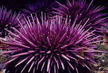 Purple Sea Urchins (Strongylocentratus purpuratus) colony feeding on kelp bases. Channel Islands, USA, Pacific Ocean.