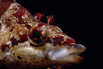 Painted Greenling (Oxylebius pictus) portrait. Channel Islands, USA, Pacific Ocean.