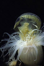 Anemone (Actiniaria sp.) eating Mastigias Jellyfish (Mastigias sp.). Palau's Jellyfish Salt Lake, Palau Islands, Micronesia, Pacific Ocean.