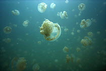 Mastigias Jellyfish (Mastigias sp.) swarm. Palau's Jellyfish Salt Lake, Palau Islands, Micronesia, Pacific Ocean.