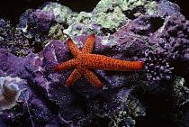 Orange Starfish (Echinaster luzonicus) regenerating lost arms. West Australia, Indian Ocean.