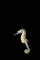 Spiny Sea Horse (Hippocampus histrix) swimming at night. West Australia, Indian Ocean.