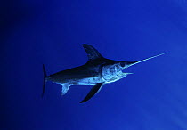 Swordfish (Xaphias gladius) in open ocean. Cocos Island, Costa Rica, Pacific Ocean.