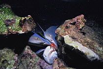 Whitetip Reef Sharks (Triaenodon obesus) eating Soldierfish (Myripristis sp.) trapped on coral reef at night. Cocos Island, Costa Rica, Pacific Ocean.