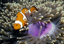 Clown Anemonefish (Amphiprion percula) in Magnificent Sea Anemone (Heteractis magnifica), Papua New Guinea.