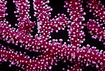 Gorgonia Coral (Gorgonacea sp.) with retracted polyps. Papua New Guinea.