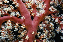 Branched Alcyonarian Coral (Siphonogoria sp.) with polyps fully extended at night. Kimbe Bay, Papua New Guinea.