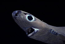 Spined Pygmy Shark (Squaliolus laticaudus) portrait - One of the smallest sharks. Israel, Mediterranean Sea.