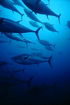 Giant Bluefin Tuna (Thunnus thynnus) schooling. Sicily, Italy, Mediterranean Sea.