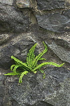 Maiden-hair Spleenwort {Aspleenium trichomanus} growing on wall, Isle of Mull, north west Scotland