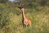 Male Gerenuk {Litocranius walleri} Samburu game reserve, Kenya