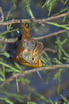 Yellow winged Bat {Lavia frons} hanging from Acacia tree, Serengeti National Park, Tanzania.