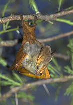 Yellow winged Bat {Lavia frons} hanging from Acacia tree. Serengeti National Park, Tanzania.