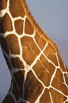 Reticulated Giraffe {Giraffa camelopardalis reticulata} close-up of neck, Samburu Game Reserve, Kenya.
