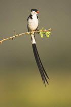 Male Pintailed whydah {Vidua macroura} in breeding plumage with long tail feathers, Samburu Game Reserve, Kenya.