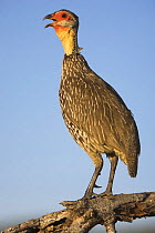 Yellow-necked Spurfowl {Pternistis leucoscepus} calling, Samburu game reserve, Kenya.