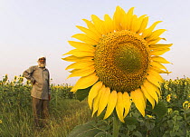 Sunflower {Helianthus annuus} and farmer in field grown for sunflower oil production, Madhya Pradesh, India.