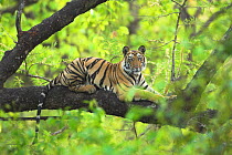 RF- Tiger (Panthera tigris) 14-month Lakshmi cub resting in tree, Bandhavgarh National Park, India. Endangered species. (This image may be licensed either as rights managed or royalty free.)