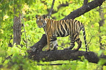 Tiger {Panthera tigris} 14-month Lakshmi cub in tree, Bandhavgarh National Park, India.