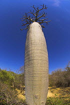 Bottle Baobab tree {Adansonia rubristipa} southern spiny forest, north of Toliara, south west Madagascar.