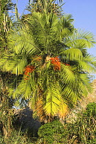 Feather Palm {Dypsis / Chrysalidocarpus onilahensis) in fruit. Isalo National Park, southern Madagascar.