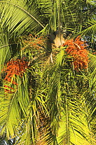 Feather Palm (Dypsis / Chrysalidocarpus onilahensis) in fruit. Isalo National Park, southern Madagascar.