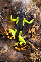 Painted Mantella frog {Mantella madagascariensis} Andasibe-Mantadia National Park, eastern Madagascar