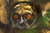 Eastern woolly lemur / Easter Avahi {Avahi laniger} face portrait, Ranomafana National Park, Eastern Madagascar