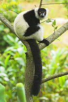 Adult Black and white ruffed Lemur {Varecia vareigata} Ranomafana National Park, eastern Madagascar.