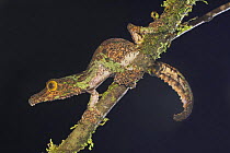 Mossy Leaf tailed gecko {Uroplatus sikorae} on branch at night, Andasibe-Mantadia National Park, Madagascar.